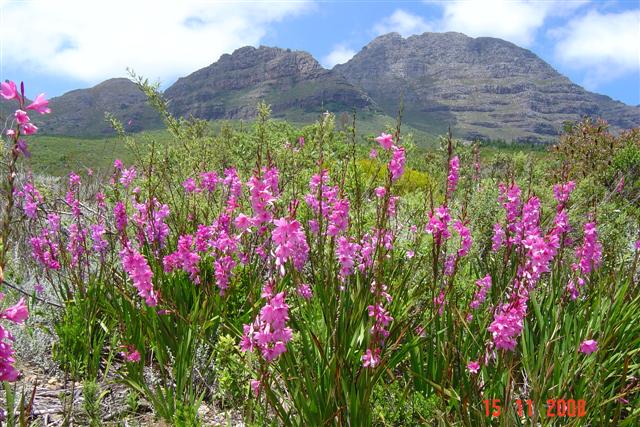 Cape Highlights Walk