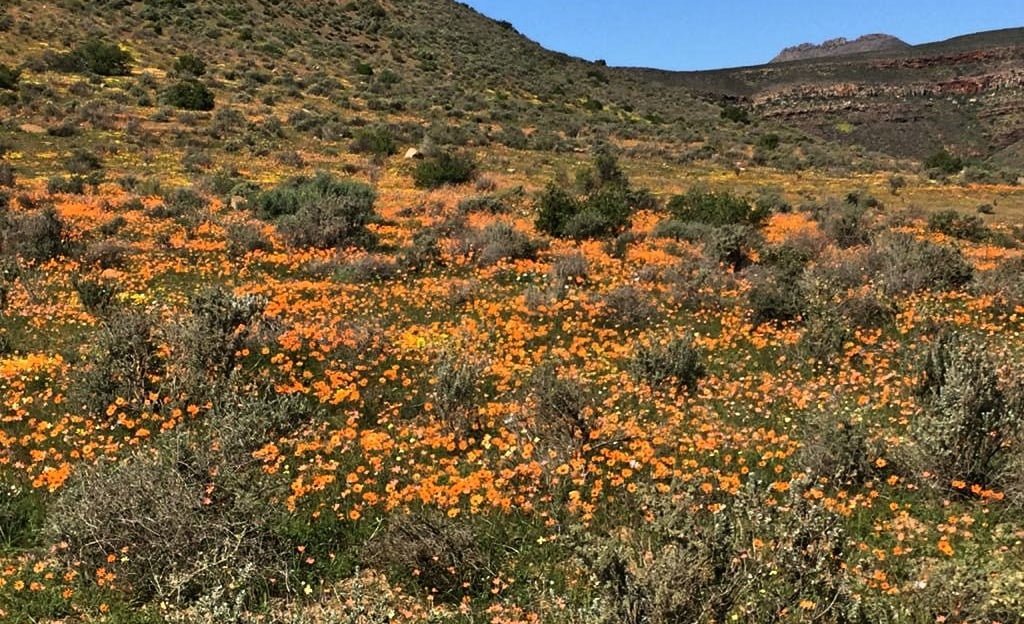 Spring flowers in Cederberg