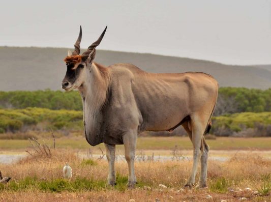 Eland-Bull-scaled-e1584177508465.jpg